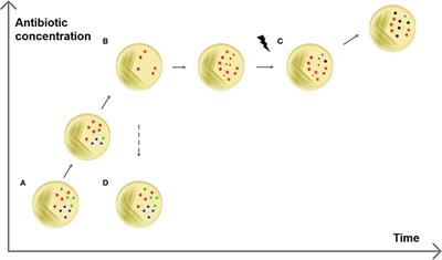 The red thread between methylation and mutation in bacterial antibiotic resistance: How third-generation sequencing can help to unravel this relationship